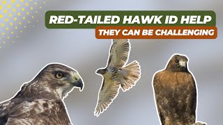 Red-Tailed Hawk Guide: ID Tips, Subspecies &amp; Nesting Secrets