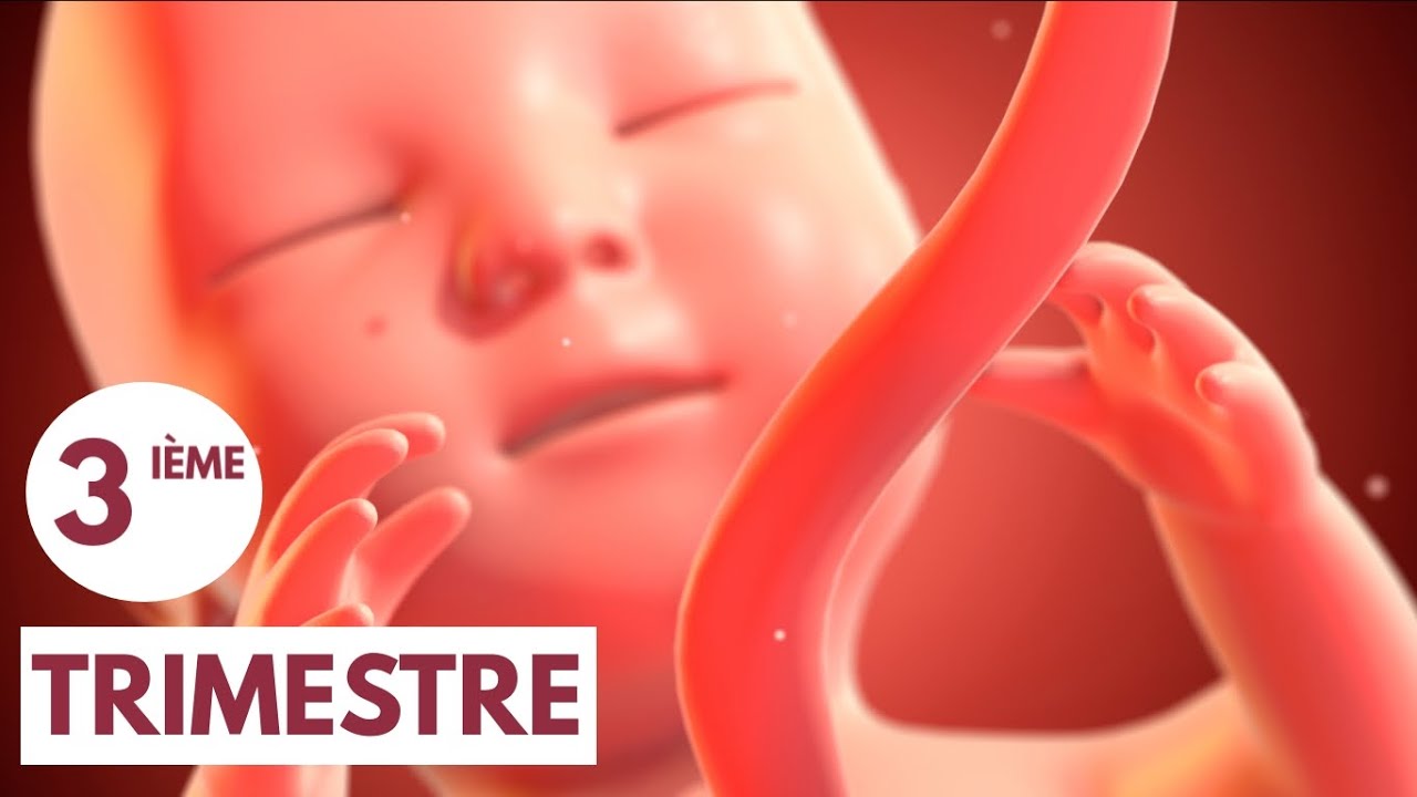 Troisième trimestre | Guide de grossesse
