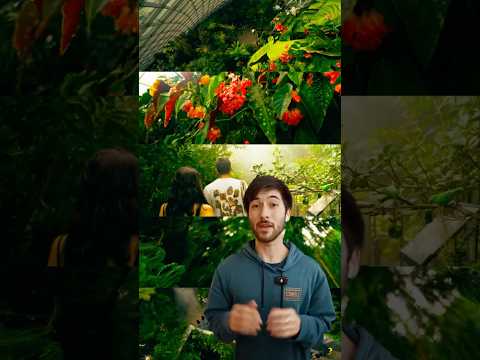 How to Get DEEP Moody Green tones in Davinci Resolve