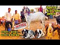 பெரம்பலூர் சிறுவாச்சூர் ஆட்டு சந்தை 