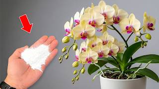 Sprinkle it on the roots! The orchid will immediately create new roots and bloom year-round.