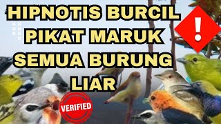 Download lagu Asli Suara pikat Burcil paling ampuh‼️Suara khas Pikat Burcil Yang Paling Banyak di Pakai Suhu Pikat mp3