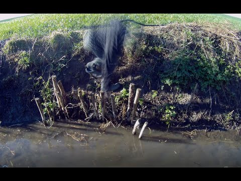 0dc-952-Czyszczenie rowu,podlewanie,wietrzenie w szklarni.Nie popalcie roślinom liści z wiosny.😉🌴