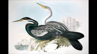 Oxblood reincarnations - Seabirds