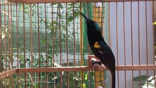 Download lagu Burung King Konin gacor ngobra mewah!! mp3