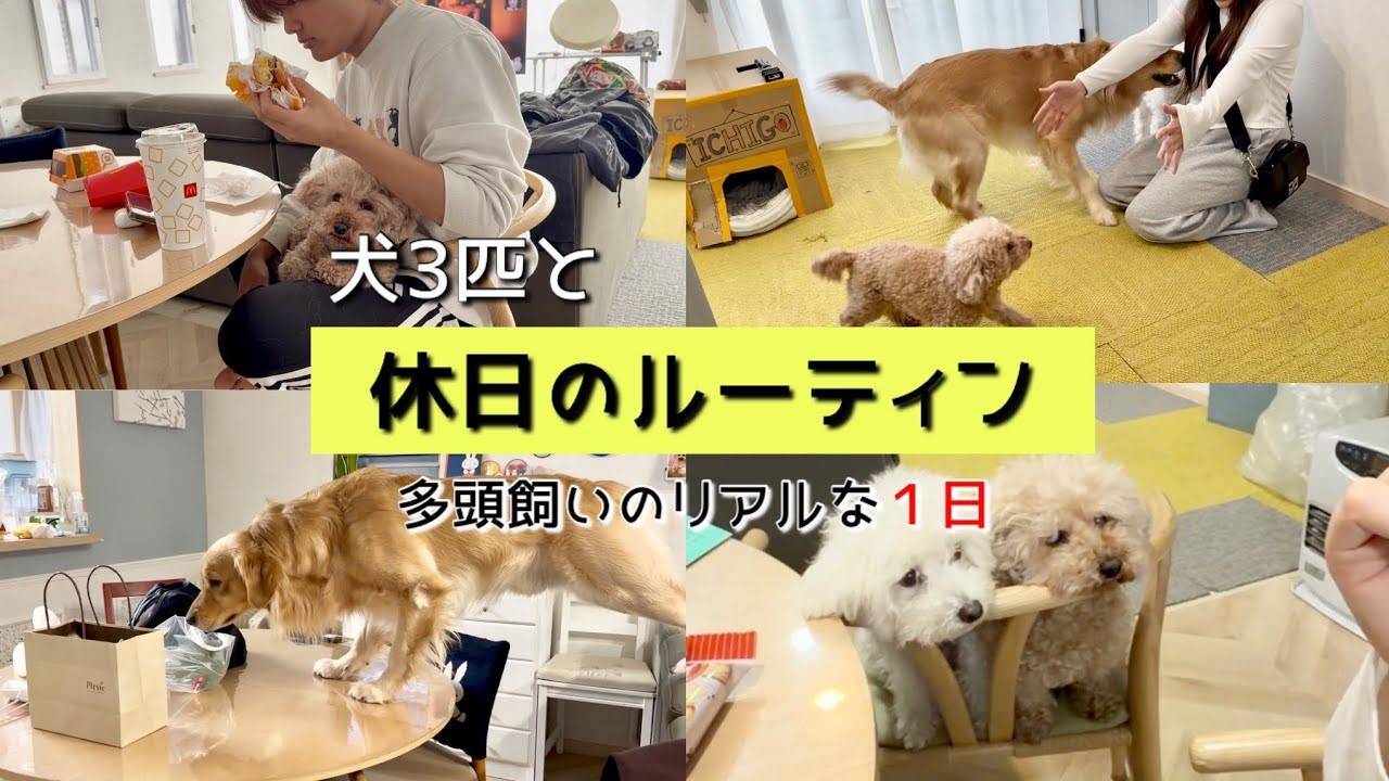 【休日のルーティン】犬3匹と過ごすドタバタな1日