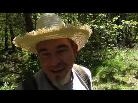 Sondeln im Wald: abgesucht gibts nicht