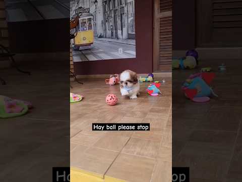 1 month old Shihtzu puppy wants to play | Shihtzu dog puppy | #shihtzupuppy #trendingshorts