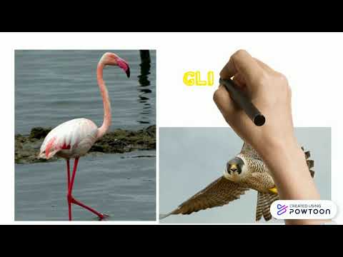 I vertebrati - I rettili e gli uccelli-