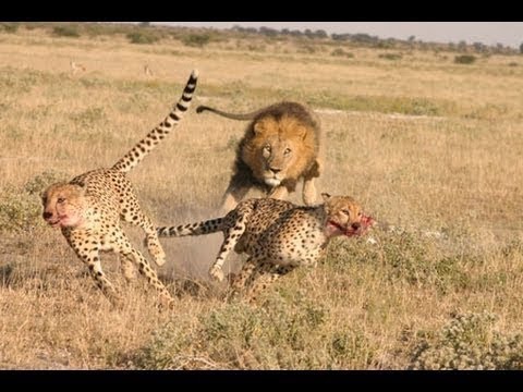 image-Do lions eat leopards?