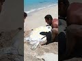 Sea Turtle Stuck On Remote Beach