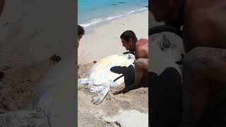 Sea Turtle Stuck On Remote Beach..