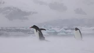 Antarctica December 2018