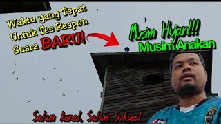 Download lagu Suara walet baru berkualitas,  Tes 3 menit, mampu mengundang anakan walet tetangga! mp3