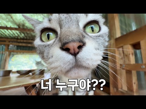 17냥이를 두고 이제 집을 못 비우겠습니다.