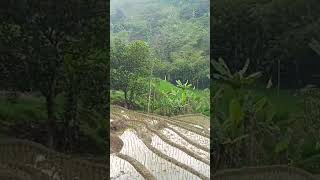 Download lagu mega hideung#shorts mp3