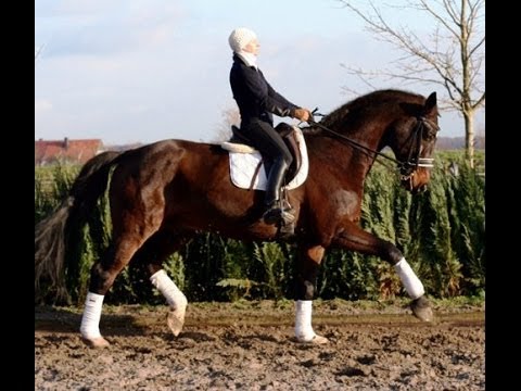 SOLD www.sporthorses-online.com 1999 schoolmaster gelding 172 cm / 17 hh