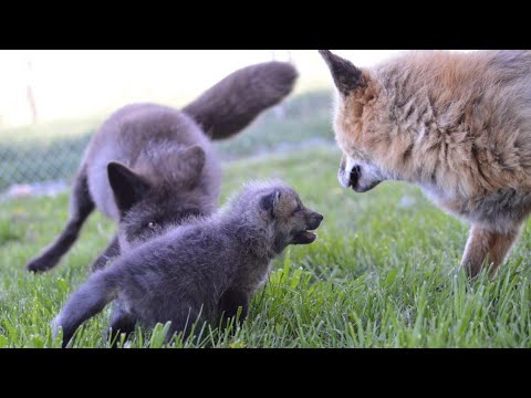 Introducing fox kits to adult foxes