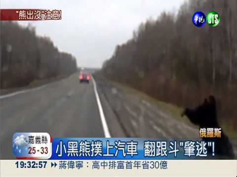 沒注意"熊"出沒! 迎頭撞上翻跟斗
