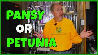 How to Start Pansy & Petunia Seeds
