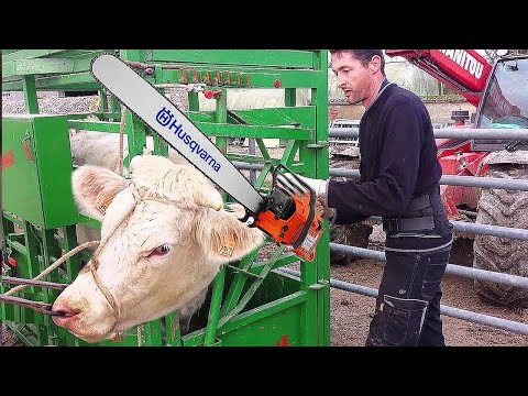 Amazing Modern Automatic Cow Farming Technology, Incredible Modern Cow Farm, Trimming Cows Hooves