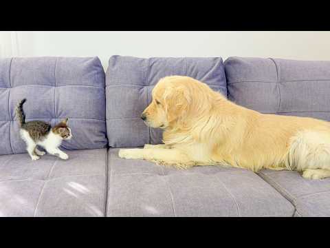 YouTube 썸네일