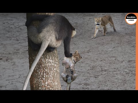 Baboons Specialize At Stealing Lion Babies