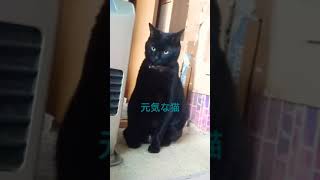 元気な猫