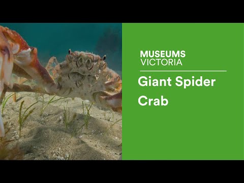 大蜘蛛蟹 (Giant Spider Crab, Leptomithrax gaimardii)