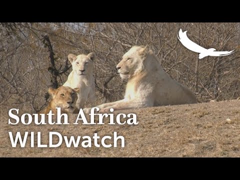 The white lions of Ngala | Ngala Private Game Reserve | South Africa | WILDwatch