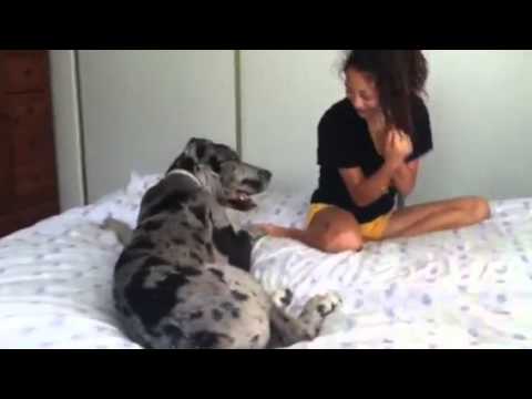 The Love and affection from Paisley, 5 month old Great Dane