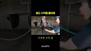 I want to eat watermelon
