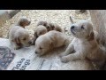 Too Cute Golden Retriever Puppies Barking 3 Weeks Old