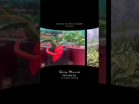 In joy or sadness, flowers are our constant friends..🪴🌲🌳🌿#flower #flowers #flowerlover #flowery