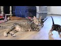 Mother cat calling her kittens to her