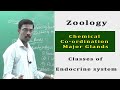 Zoology Human Body Hormones Classes Functions Endocrine Glands How It Works Functions