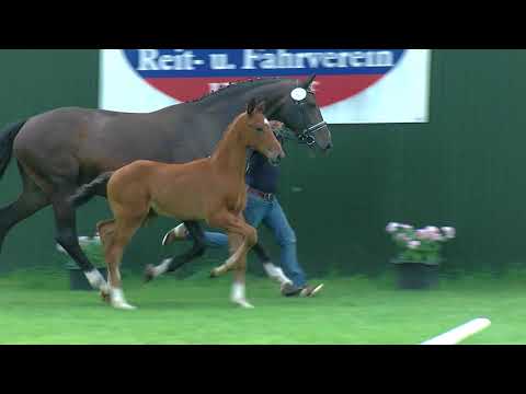 Hf v Vitalis x Sandro Hit x Rubinstein I 2018