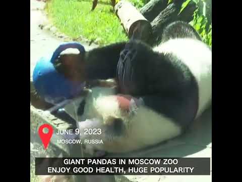 Pandas gigantes no zoológico de Moscou gozam de boa saúde e enorme popularidade