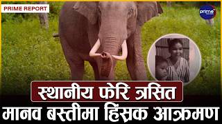 चितवनमा जंगली हात्ती ध्रुवेको आतंक, घरमै सुतिरहेका आमा र ४ वर्षीय छोराको मृत्यु