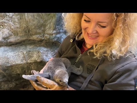 Mládě tučňáka v Zoo Praha🐧. Kolik váží ve třech týdnech? (H. Rosypalová, J. Mezei, N. Dostálková)