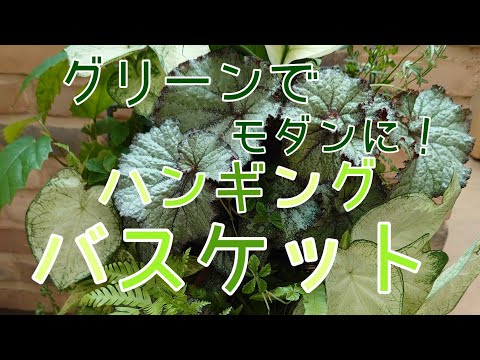 パールバスケット 植物