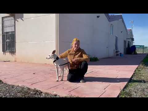 Alheli - fast noch ein Kind und schon viel zu lange im Refugio