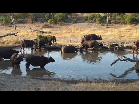 Djuma: Sights and sounds of afternoon-including Buffalo herd - 16:16 - 07/25/19