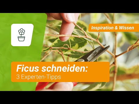 Ficus schneiden: 3 Experten-Tipps