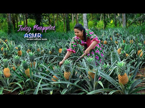 Pineapple harvesting journey with mouthwatering Jams and Halwa | Nadee's ASMR cooking |
