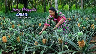 Download lagu Pineapple harvesting journey with mouthwatering Jams and Halwa | Nadee's ASMR cooking | mp3