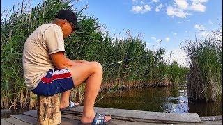 Рыбалка на карпа и амура в середине июня