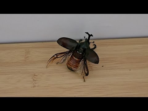 Nosorožtek japonský (Trypoxylus dichotomus) — terárium, kŕmenie a správanie