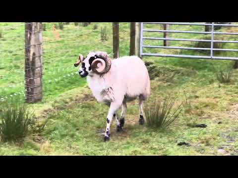 Scotch Ram - Image 2