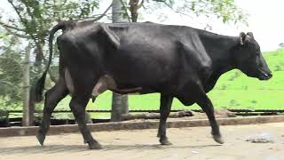 Vídeo 26 - 1º LEILÃO ANUAL SITIO TIMOTEO | VACAS 3/4 E 7/8